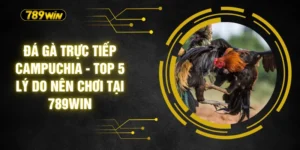 Đá Gà Trực Tiếp Campuchia - Top 5 Lý Do Nên Chơi Tại 789WIN
