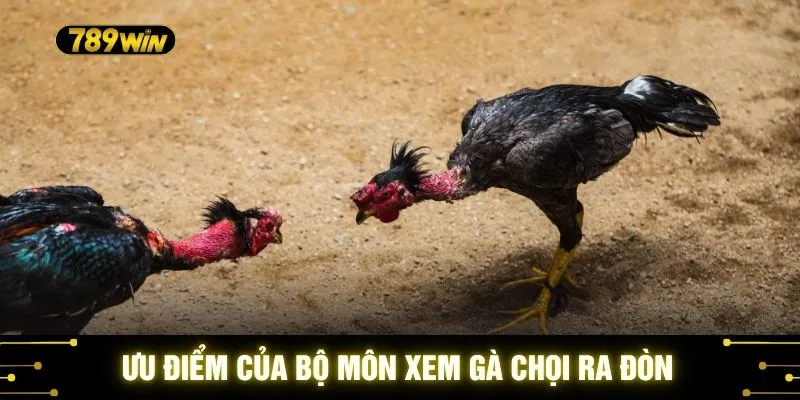 Ưu điểm của bộ môn xem gà chọi ra đòn
