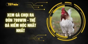 Xem Gà Chọi Ra Đòn 789WIN - Thế Đá Hiểm Hóc Nhất Nhất
